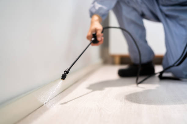 Licensed Termite Control service in Temescal Valley, CA - Nex Pest Control